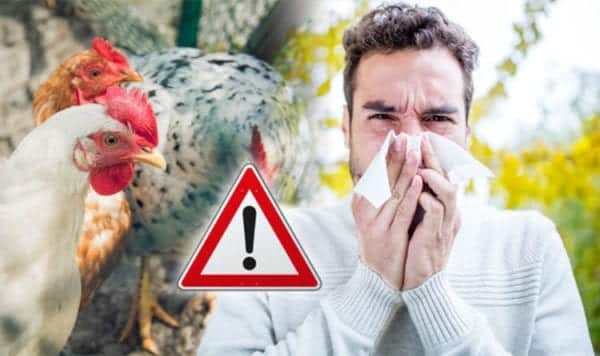 Bird Flu and You: How Will The Flu Affect You? - Velobiotics 