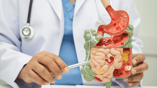 How to Improve Your Digestive Health - Velobiotics 